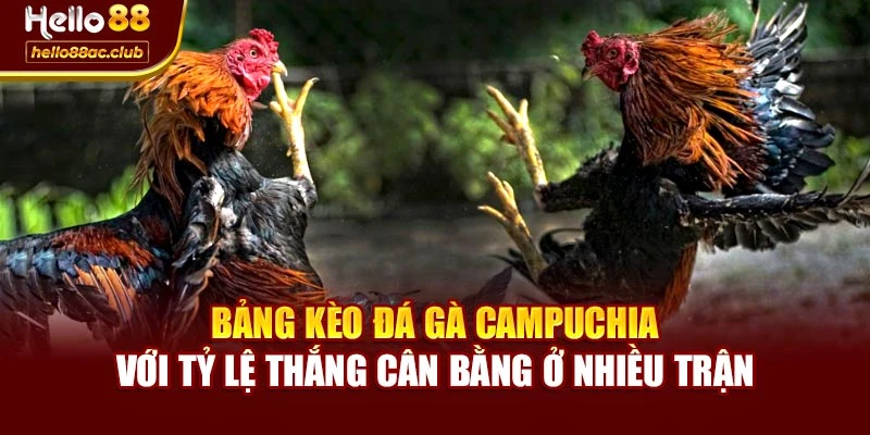 Bảng kèo đá gà campuchia với tỷ lệ thắng cân bằng ở nhiều trận