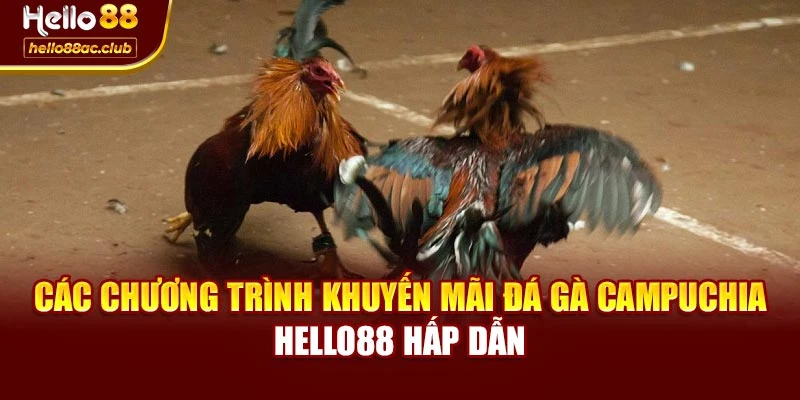 Các chương trình khuyến mãi đá gà campuchia Hello88 hấp dẫn