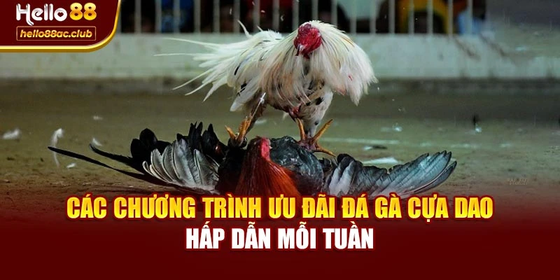 Các chương trình ưu đãi đá gà cựa dao hấp dẫn mỗi tuần