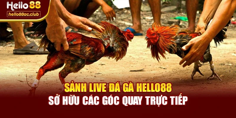 Sảnh Live đá gà Hello88 sở hữu các góc quay trực tiếp