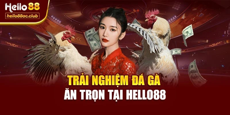 Trải nghiệm đá gà ăn trọn tại Hello88