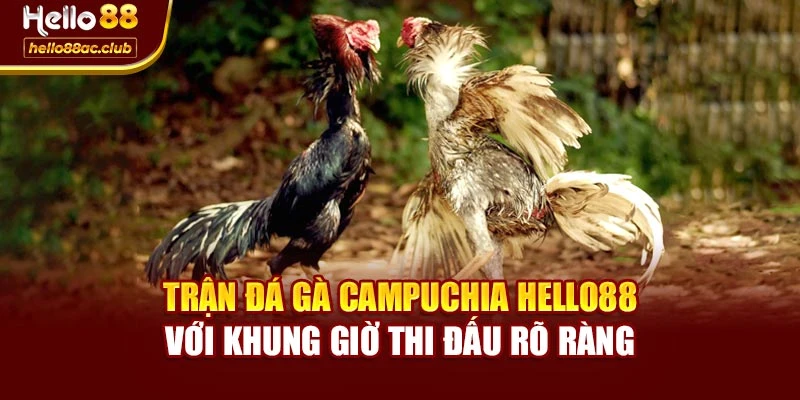 Trận đá gà Campuchia Hello88 với khung giờ thi đấu rõ ràng