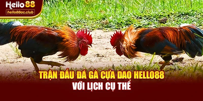 Trận đấu đá gà cựa dao Hello88 với lịch cụ thể
