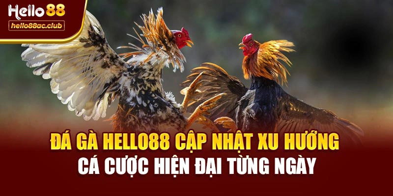 Đá gà Hello88 cập nhật xu hướng cá cược hiện đại từng ngày