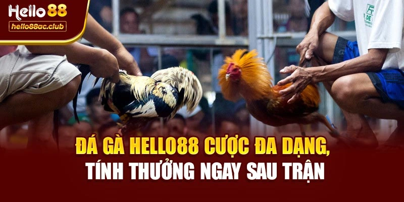Đá gà Hello88 cược đa dạng, tính thưởng ngay sau trận