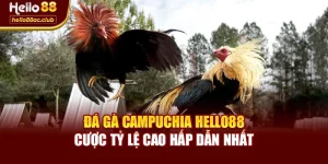 Đá Gà Campuchia Hello88 - Cược Tỷ Lệ Cao Hấp Dẫn Nhất
