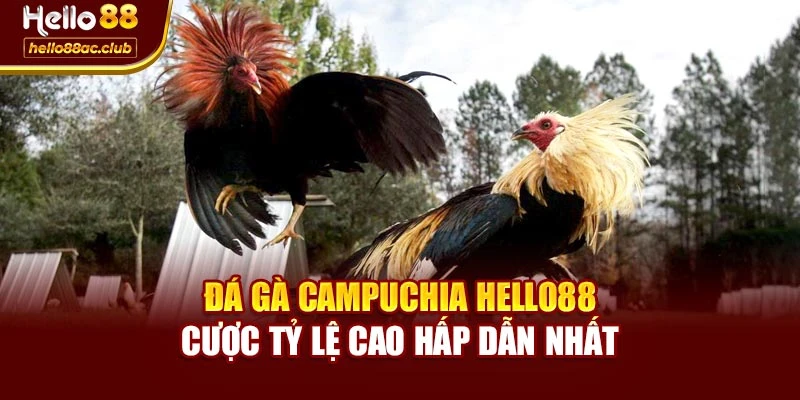 Đá Gà Campuchia Hello88 - Cược Tỷ Lệ Cao Hấp Dẫn Nhất