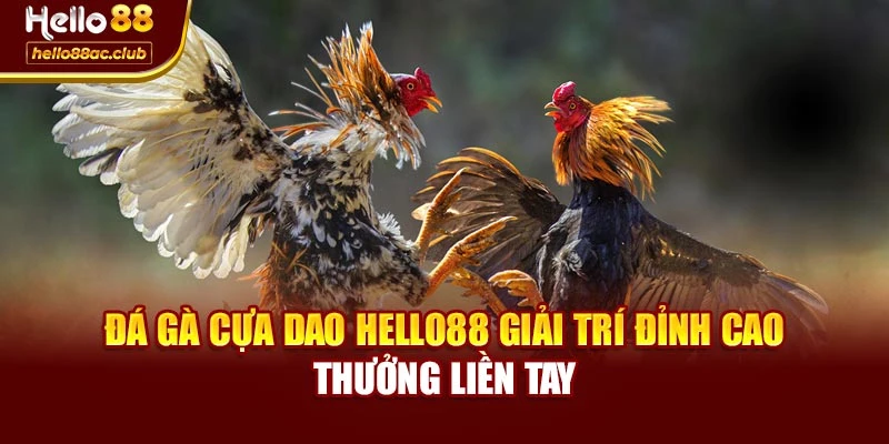 Đá Gà Cựa Dao Hello88 Giải Trí Đỉnh Cao Thưởng Liền Tay