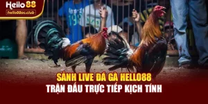Sảnh Live Đá Gà Hello88 – Trận Đấu Trực Tiếp Kịch Tính