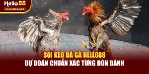 Soi Kèo Đá Gà Hello88 – Dự Đoán Chuẩn Xác Từng Đòn Đánh